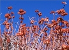 desert flowers in winter
